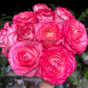 Icy Red Velvet Rose plant丨Your roses