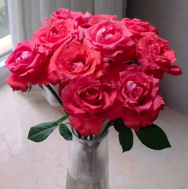 ade Begonia Rose for sale丨Your roses