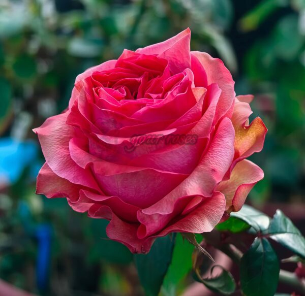ade Begonia Rose丨Your roses