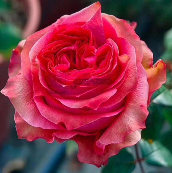 Jade Begonia Rose丨Your roses