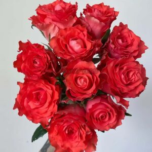 ade Begonia Rose plant丨Your roses