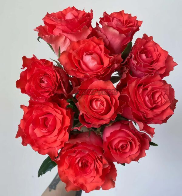 ade Begonia Rose plant丨Your roses