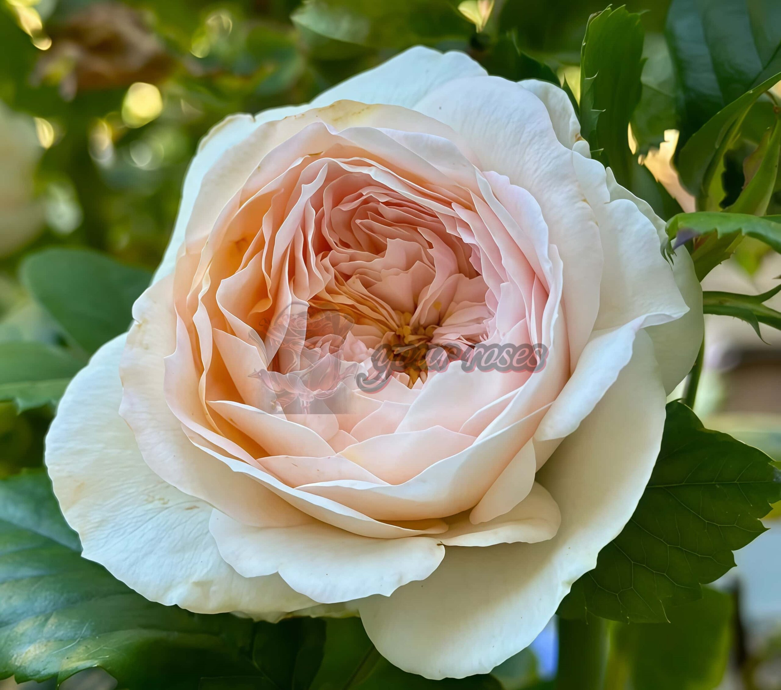 J'adore Rose Plant|Dutch rose -