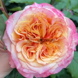 La Villa Cotta Rose plant丨Your roses