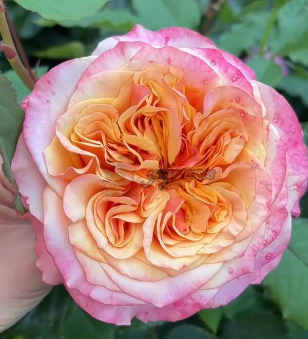La Villa Cotta Rose plant丨Your roses