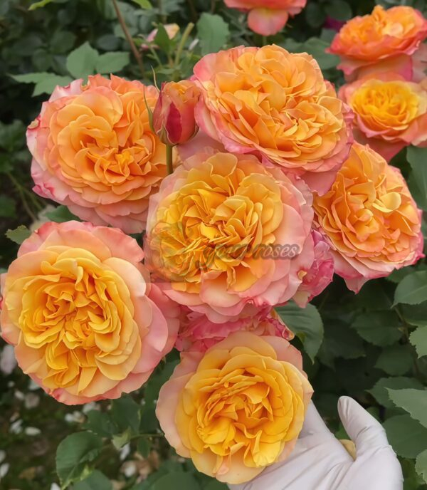 La Villa Cotta Rose for sale丨Your roses