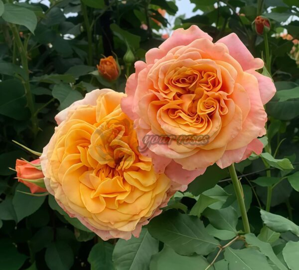 La Villa Cotta Rose丨Your roses