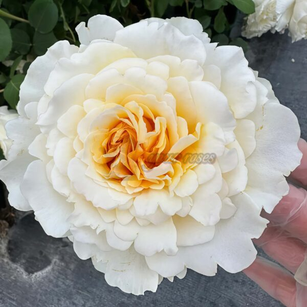 Liuxinsu Rose plant丨Your roses