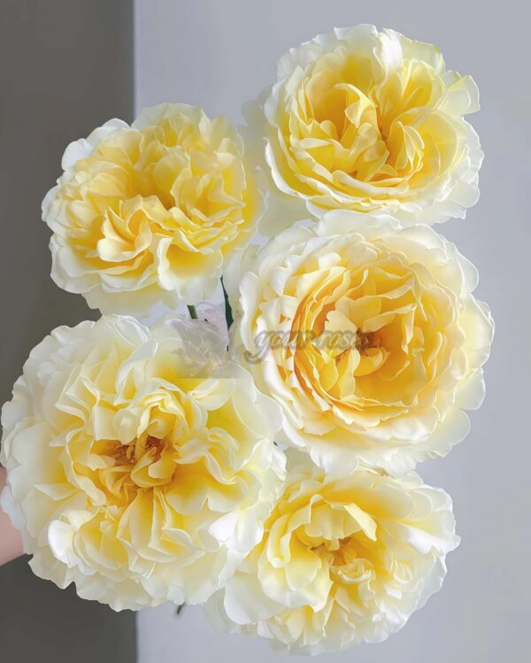 Liuxinsu Rose for sale丨Your roses