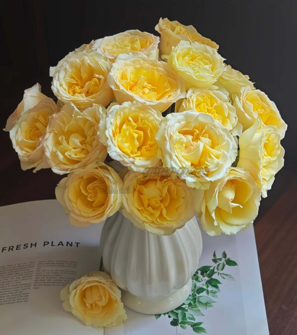 Liuxinsu Rose丨Your roses
