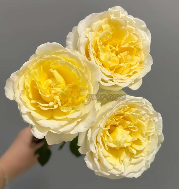 Liuxinsu Rose丨Your roses