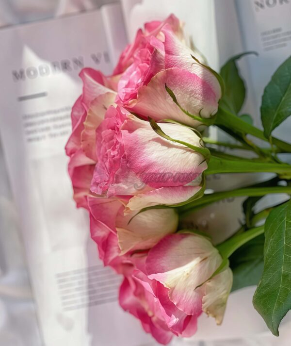 Malibu Rose丨Your roses