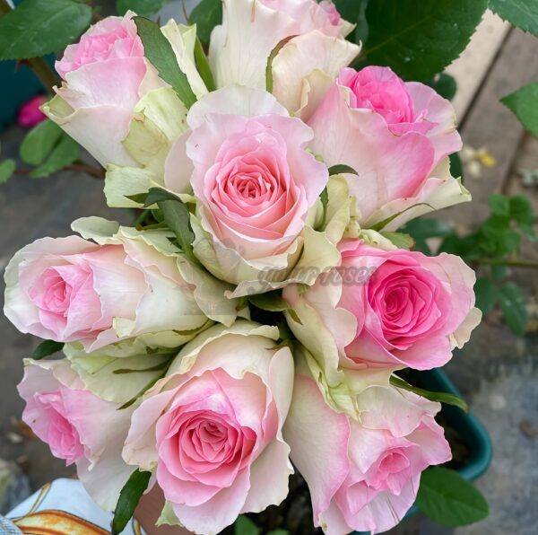 Malibu Rose plant丨Your roses