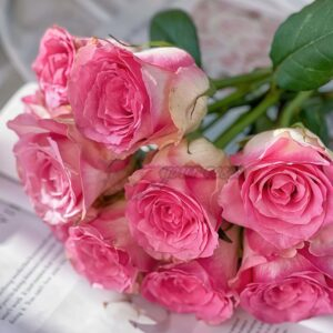 Malibu Rose丨Your roses