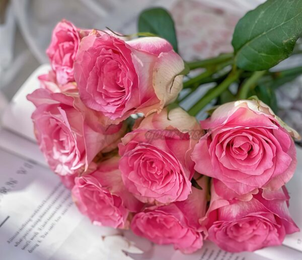 Malibu Rose丨Your roses