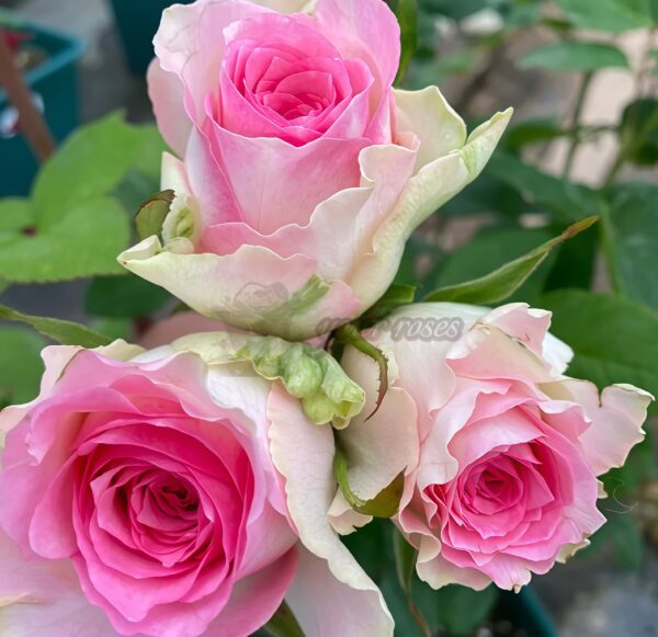 Malibu Rose for sale丨Your roses