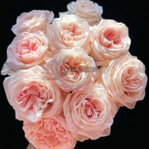 Nüwa Rose for sale丨Your roses
