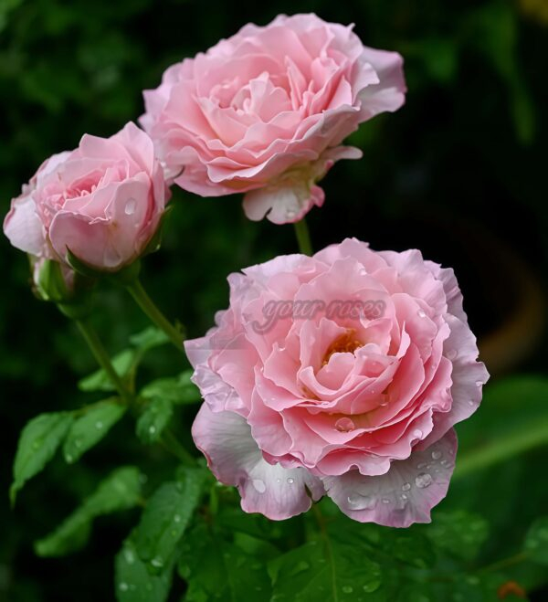 Pink Wave Rose丨Your roses