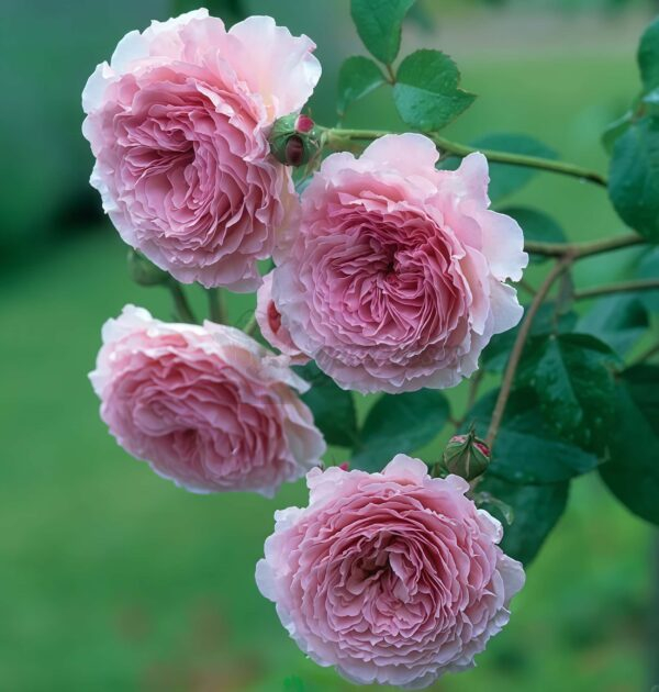 Pink Wave Rose plant丨Your roses
