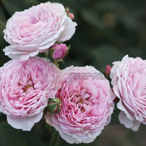 Pink Wave Rose for sale丨Your roses
