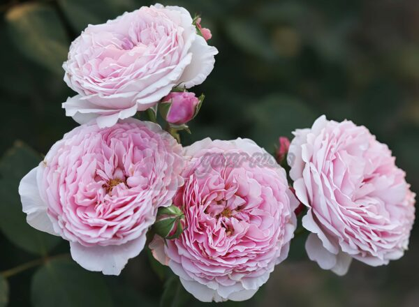 Pink Wave Rose for sale丨Your roses