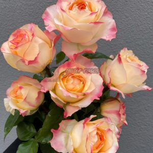 Poetica Rose plant丨Your roses