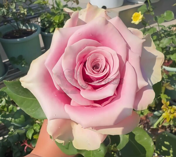 Prime Time Rose for sale丨Your roses
