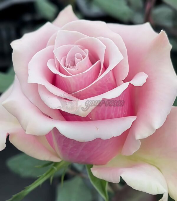 Prime Time Rose丨Your roses