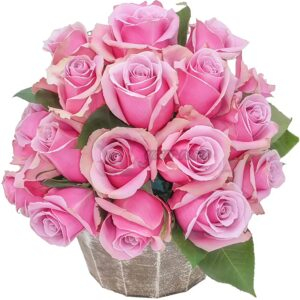 Prime Time Rose丨Your roses