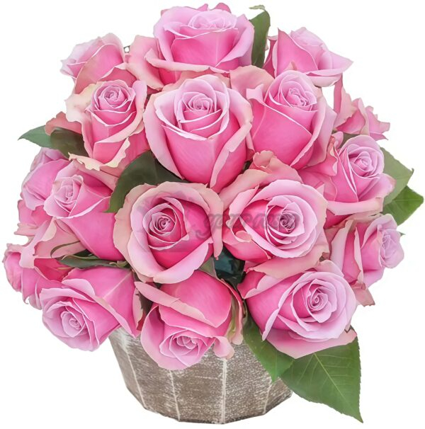 Prime Time Rose丨Your roses