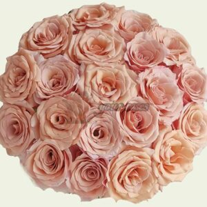 RP Moab Rose for sale丨Your roses