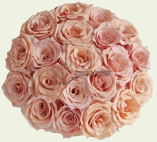 RP Moab Rose for sale丨Your roses