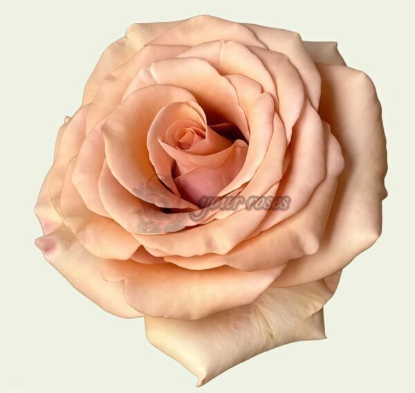 RP Moab Rose丨Your roses