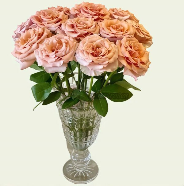 RP Moab Rose plant丨Your roses