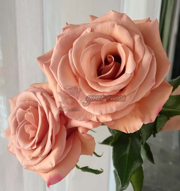 RP Moab Rose丨Your roses