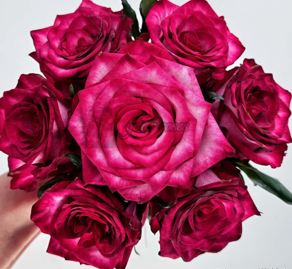 Ripasso Rose Plant|Dutch Rose|里帕索 -