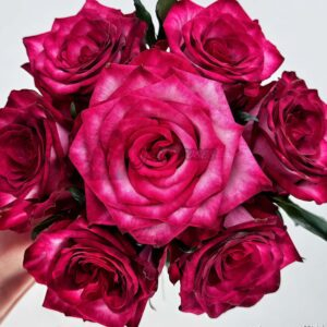 Ripasso Rose for sale丨Your roses