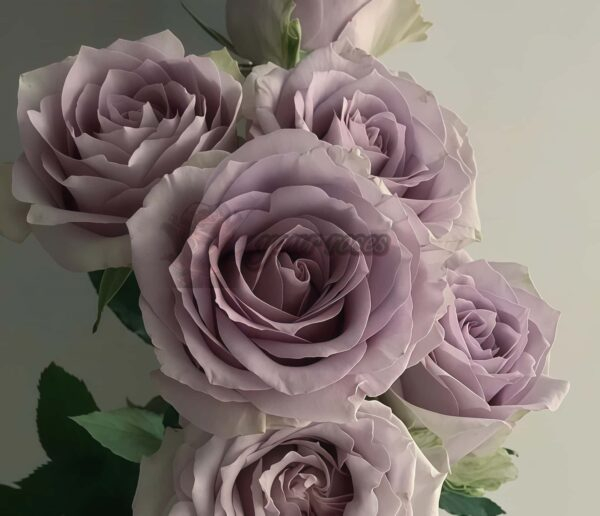 Silvery Light Rose for sale丨Your roses