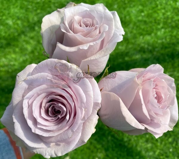 Silvery Light Rose plant丨Your roses