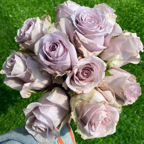 Silvery Light Rose丨Your roses