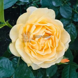 Soul Mate Roseplant丨Your roses