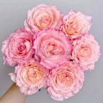 Spring Ballet Rose for sale丨Your roses