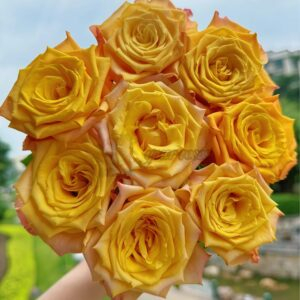 Sunny Beach Rose plant丨Your roses