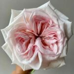 Swan Lake Rose for sale丨Your roses