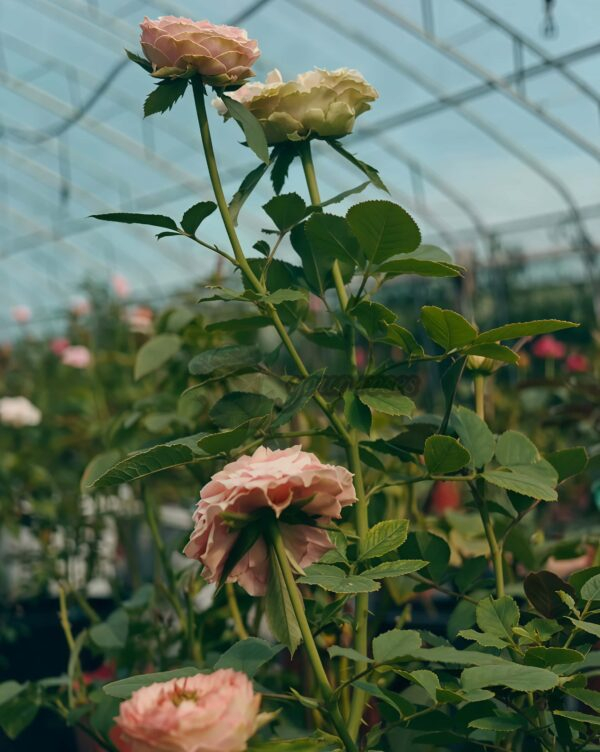 Sweet Eyes Rose for sale丨Your roses