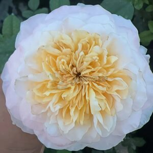 Tie Dye Rose for sale丨Your roses