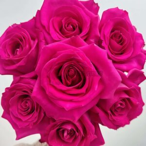 Topaz Rose丨Your roses