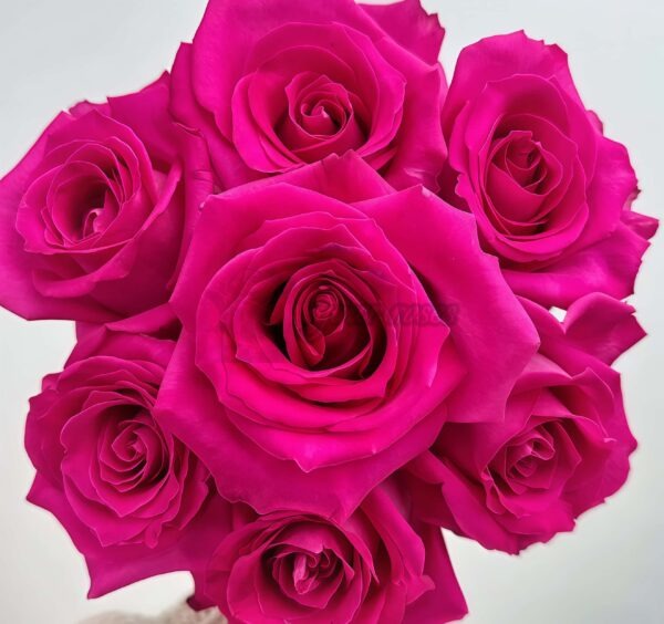 Topaz Rose丨Your roses