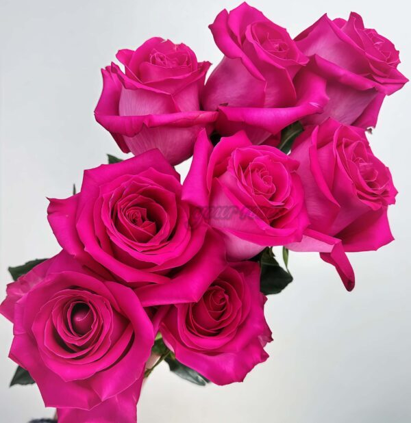 Topaz Rose for sale丨Your roses