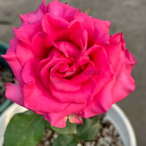 VIPink Rose for sale丨Your roses